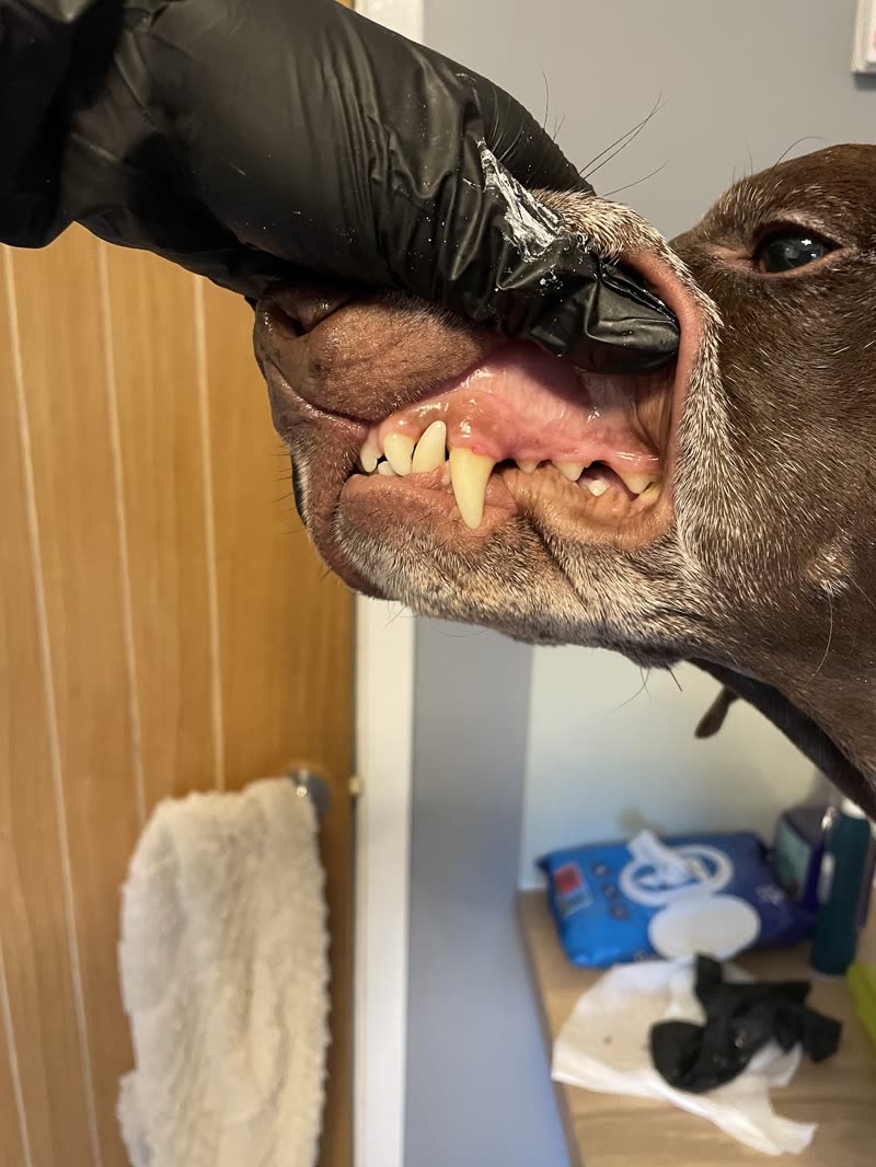 A groomer checking a dog's teeth and gums in the grooming room at Bobbys Pad